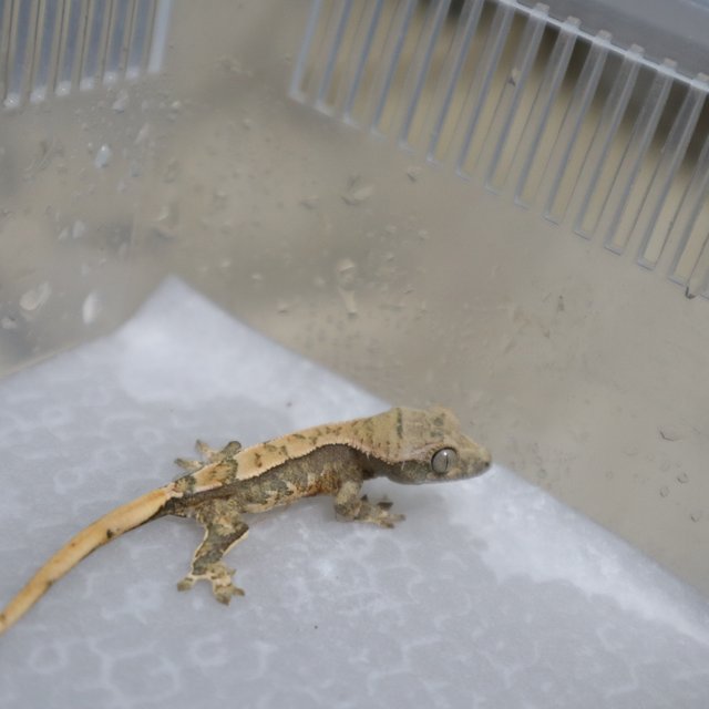 화이트스팟 트라이