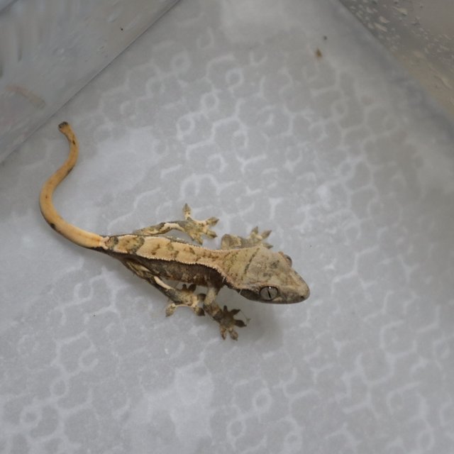 화이트스팟 트라이