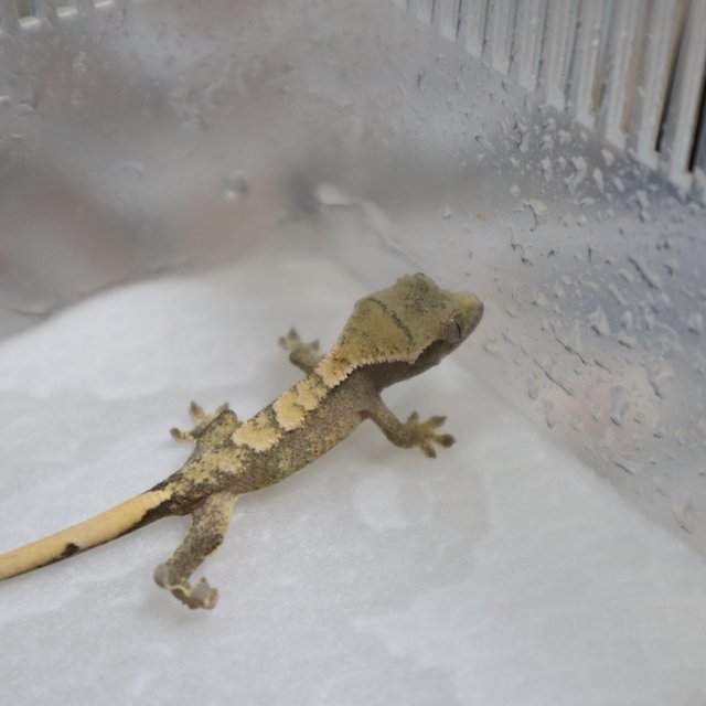 화이트스팟 트라이