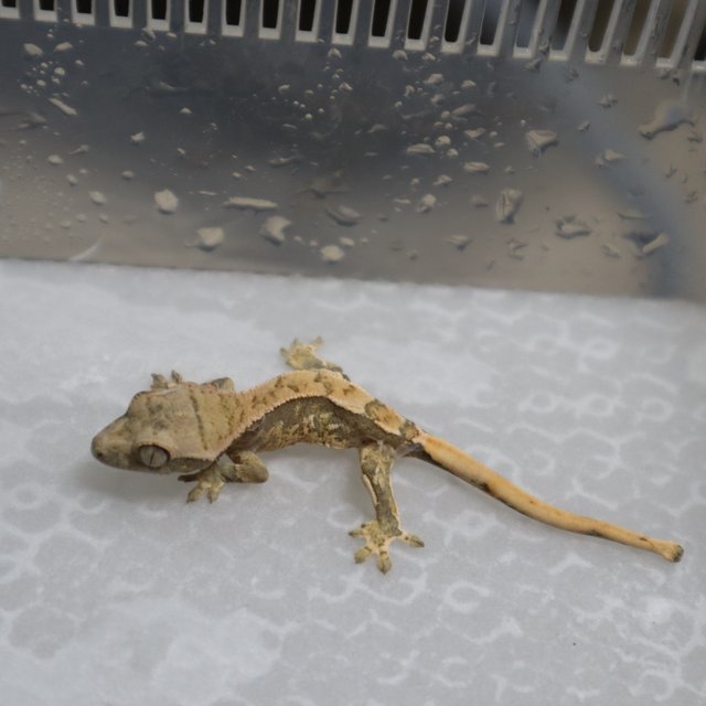 화이트스팟 트라이