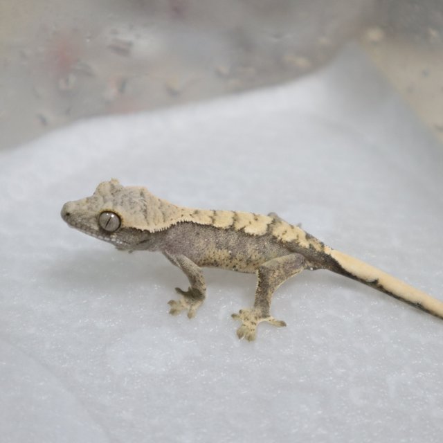 노멀 화이트스팟