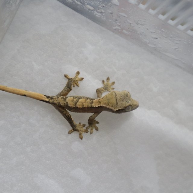 화이트스팟 트라이