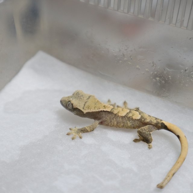 화이트스팟 트라이