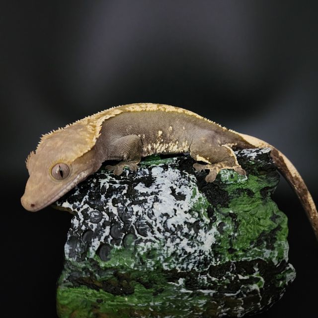 플레임 다크