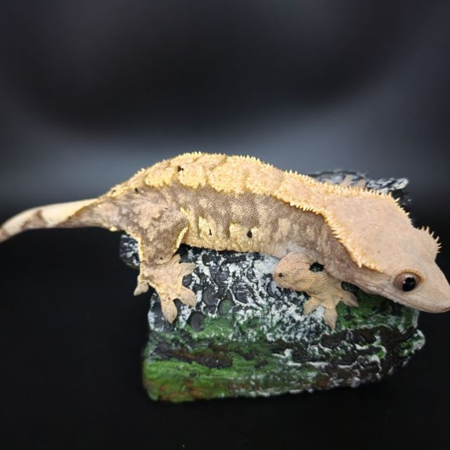 할리퀸