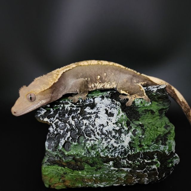 플레임 다크