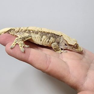 트라이 익스트림할리퀸