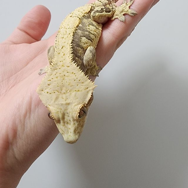 트라이 익스트림할리퀸