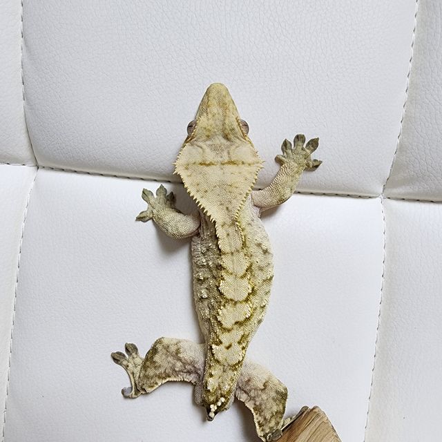 노멀 브린들 크림 옐로우