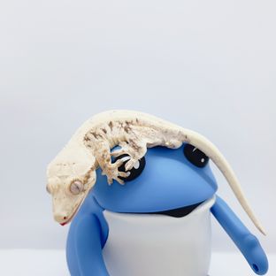 릴리화이트