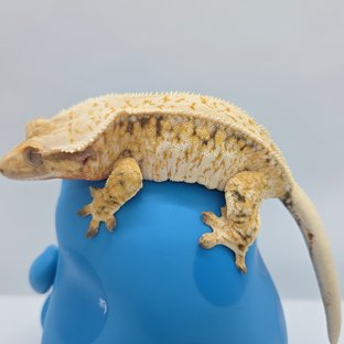 노멀 트라이 드리피 화이트스팟 익스트림할리퀸