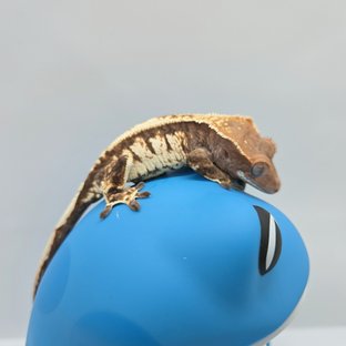 카푸치노 화이트스팟