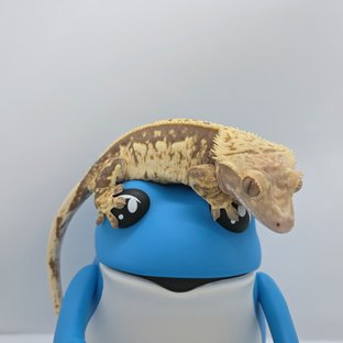 노멀 쿼드 풀핀