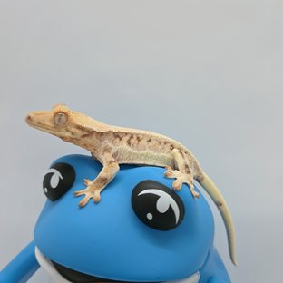 릴리화이트 솔리드백