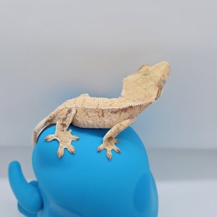 노멀 트라이 드리피 익스트림할리퀸 화이트스팟