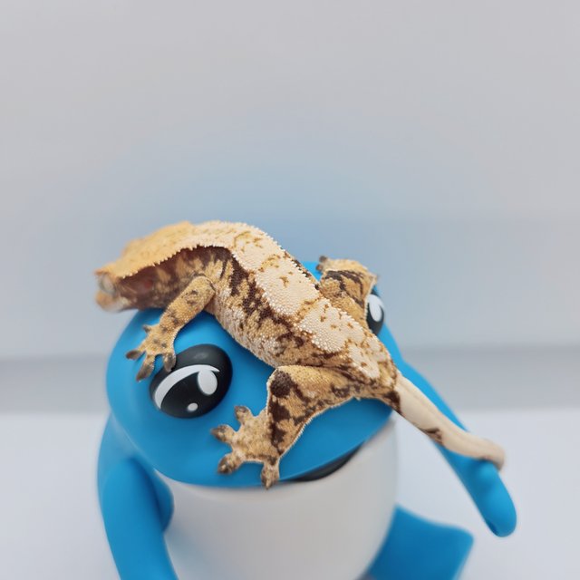 노멀 트라이 드리피 익스트림할리퀸 화이트스팟