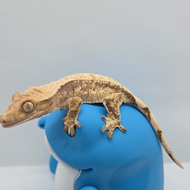 드리피 화이트스팟