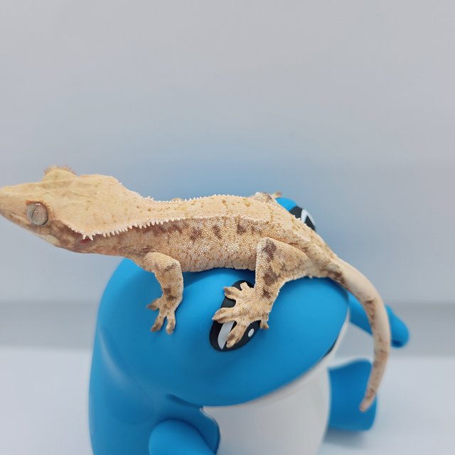 노멀 트라이 드리피 익스트림할리퀸 화이트스팟