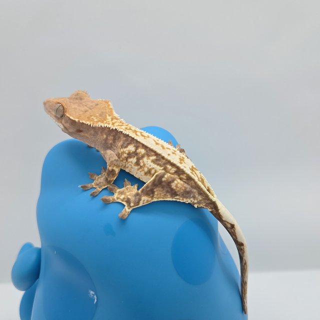 카푸치노 화이트스팟