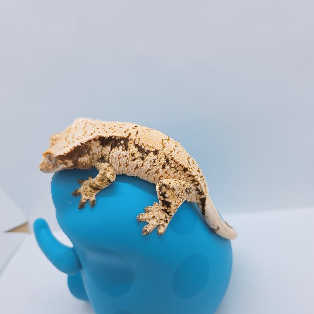 노멀 드리피 익스트림할리퀸 화이트스팟 트라이