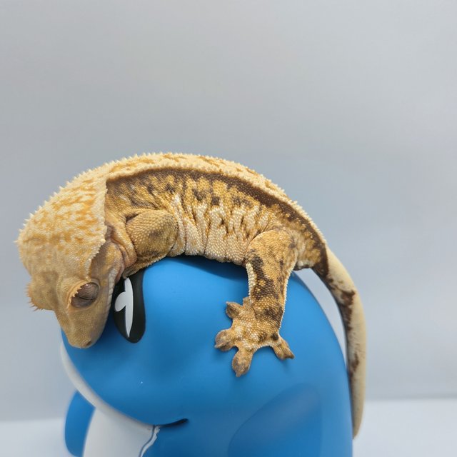 노멀 트라이 익스트림할리퀸 화이트스팟