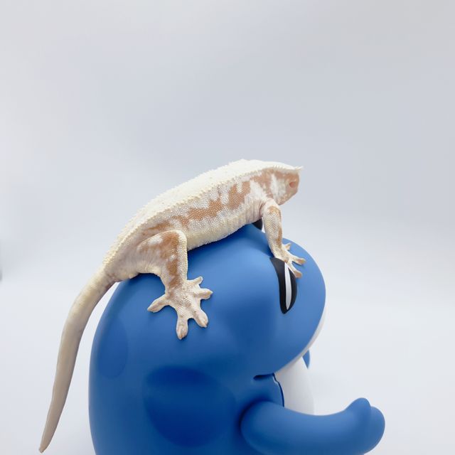 레드 릴리화이트