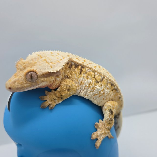 노멀 트라이 드리피 화이트스팟 익스트림할리퀸