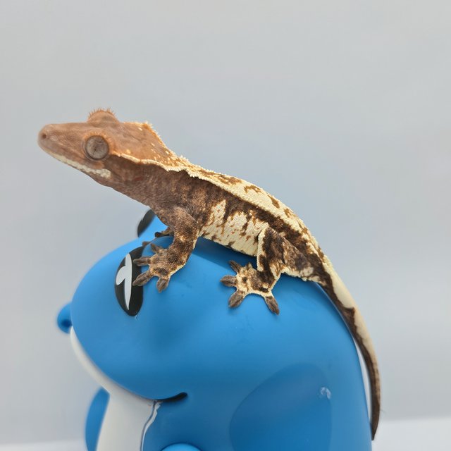 카푸치노 화이트스팟