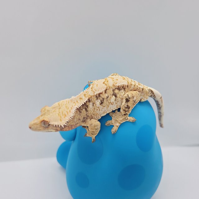 트라이 드리피 화이트스팟 익스트림할리퀸 노멀