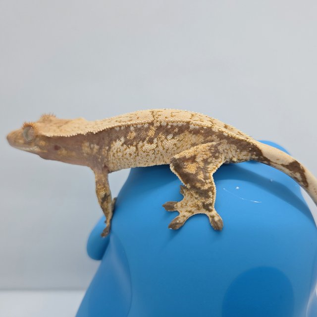 드리피 화이트스팟