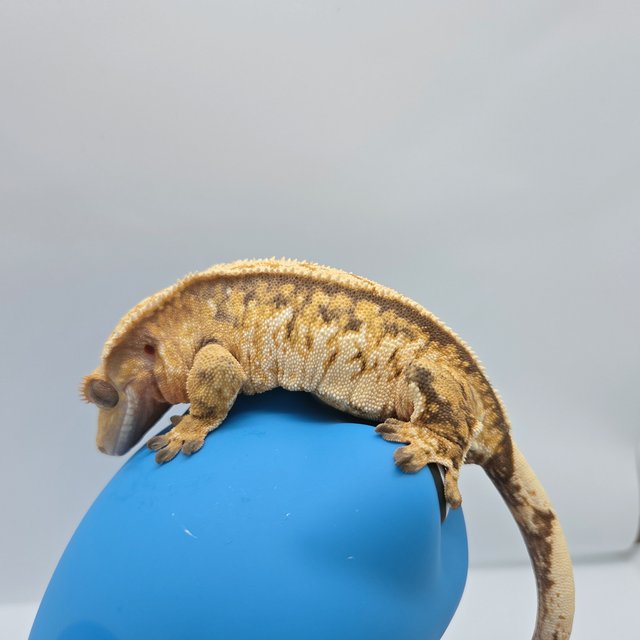 노멀 트라이 익스트림할리퀸 화이트스팟