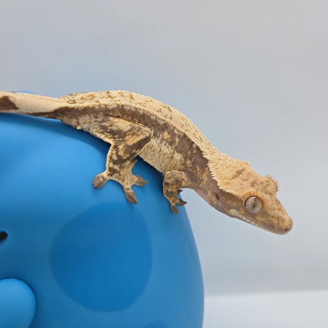 드리피 화이트스팟