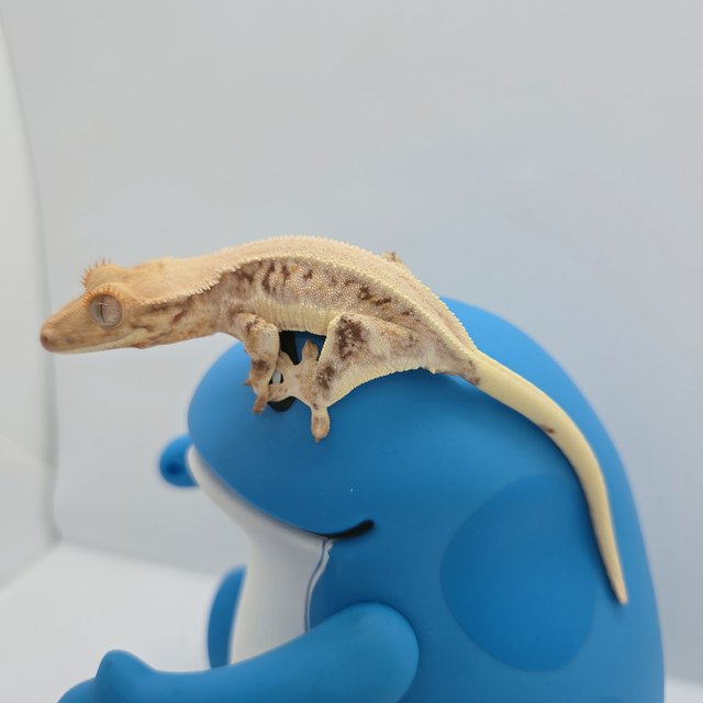 릴리화이트 솔리드백