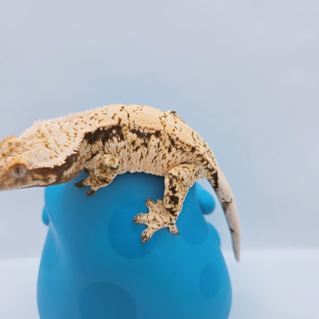 노멀 드리피 익스트림할리퀸 화이트스팟 트라이