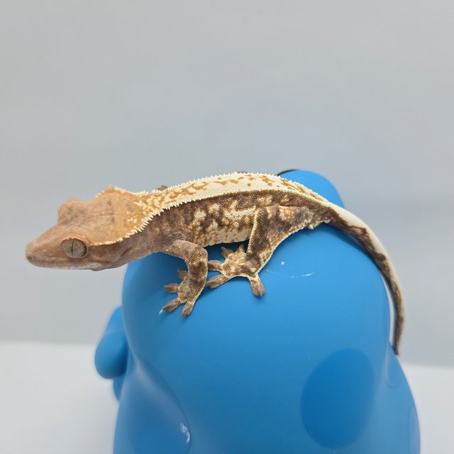 카푸치노 화이트스팟