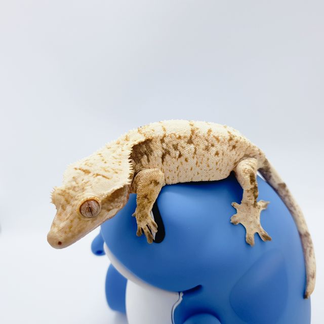 노멀 드리피 화이트스팟