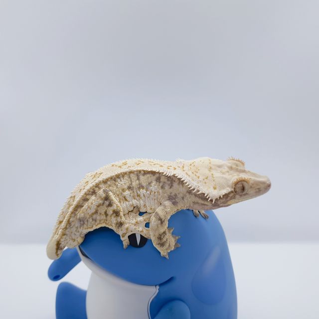 노멀 드리피 할리퀸 풀핀 화이트스팟