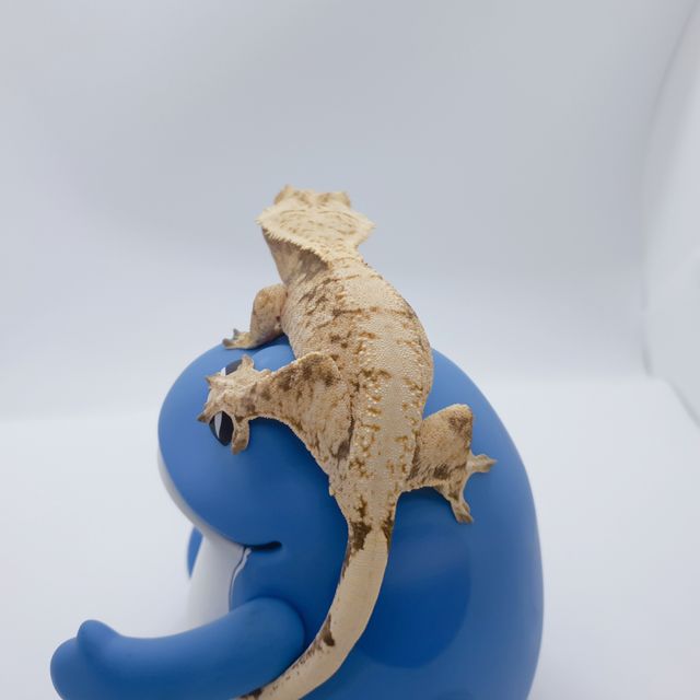 노멀 드리피 화이트스팟