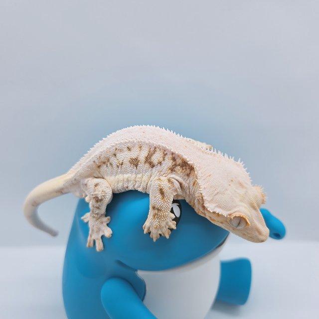 릴리화이트 솔리드백