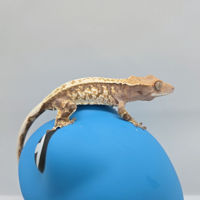 카푸치노 화이트스팟