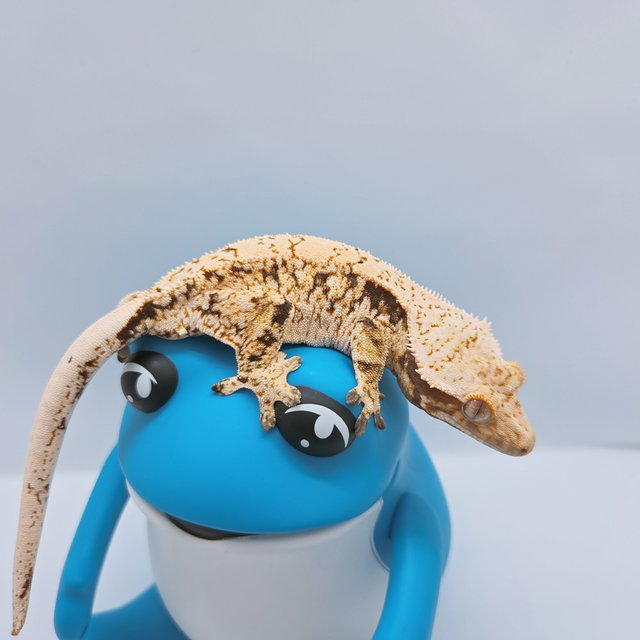 노멀 드리피 익스트림할리퀸 화이트스팟 트라이