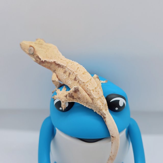 노멀 트라이 드리피 익스트림할리퀸 화이트스팟