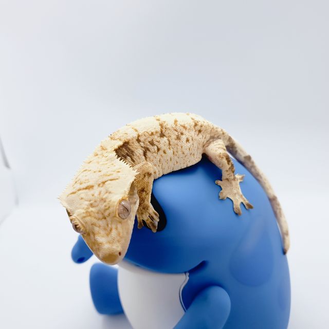 노멀 드리피 화이트스팟