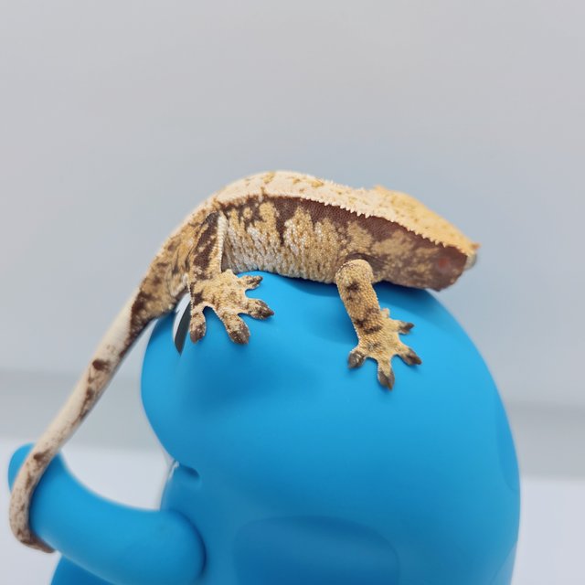 노멀 트라이 드리피 익스트림할리퀸 화이트스팟