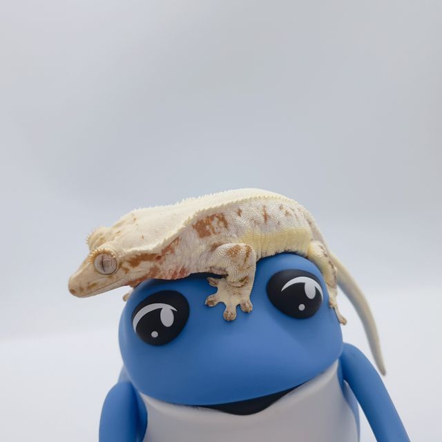 레드 릴리화이트