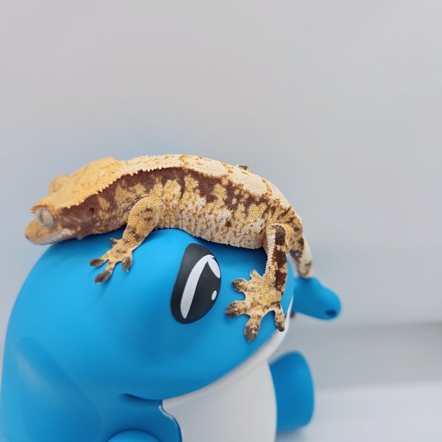 노멀 트라이 드리피 익스트림할리퀸 화이트스팟