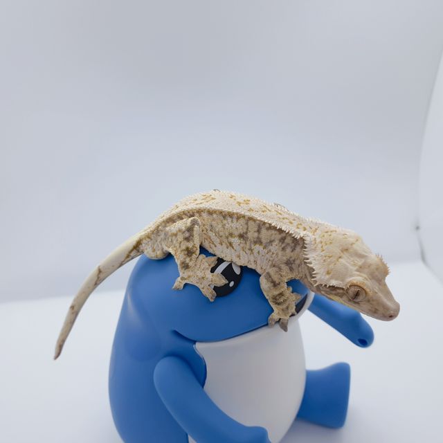 노멀 드리피 할리퀸 풀핀 화이트스팟