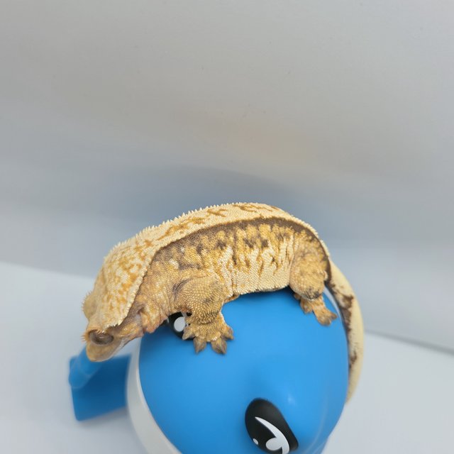 노멀 트라이 익스트림할리퀸 화이트스팟