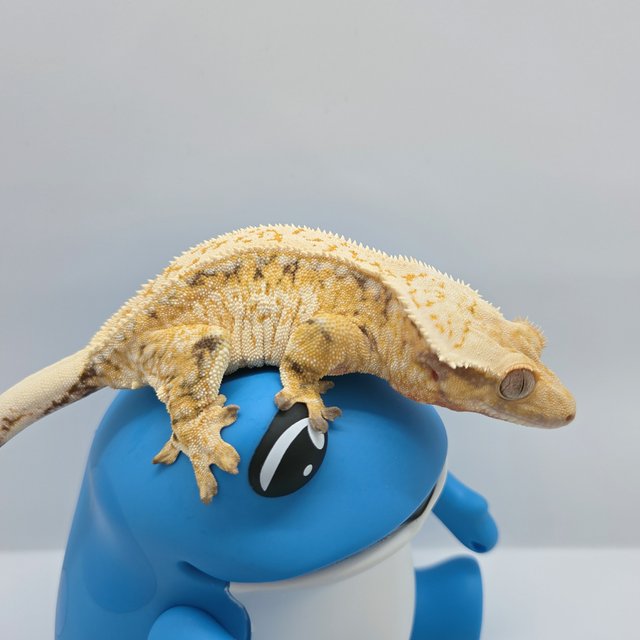 노멀 트라이 드리피 화이트스팟 익스트림할리퀸