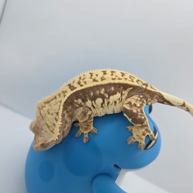 노멀 쿼드 풀핀